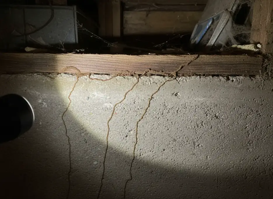 Earthen mud tubes running up a cellar foundation to the wooden sill plate